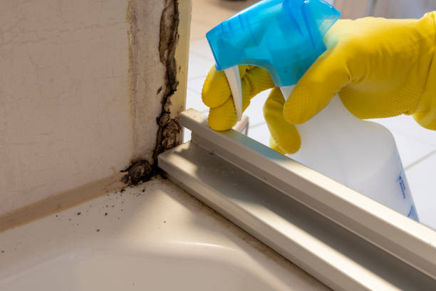 Best Professional Mold Removal  in Beachwood, NJ