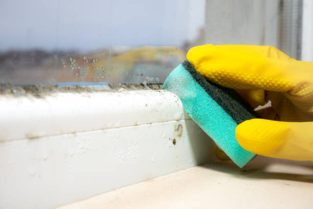 Best Emergency Mold Removal  in Beachwood, NJ