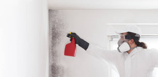 Best Attic Mold Removal  in Beachwood, NJ