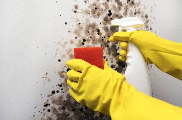 Mold Removal Process in Beachwood, NJ