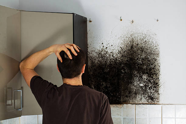 Trusted Beachwood, NJ Mold Removal Experts